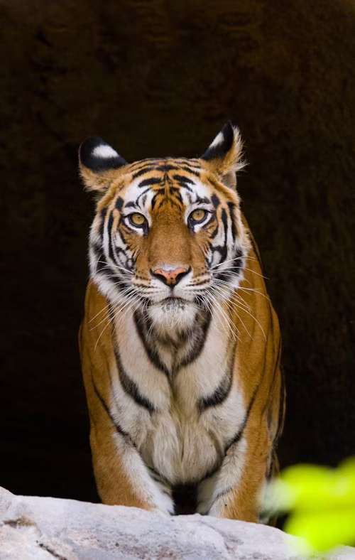 tiger