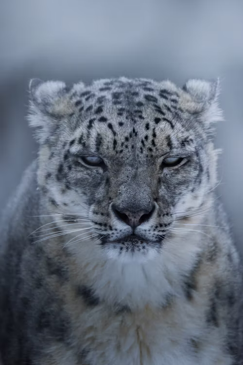 snow leopard